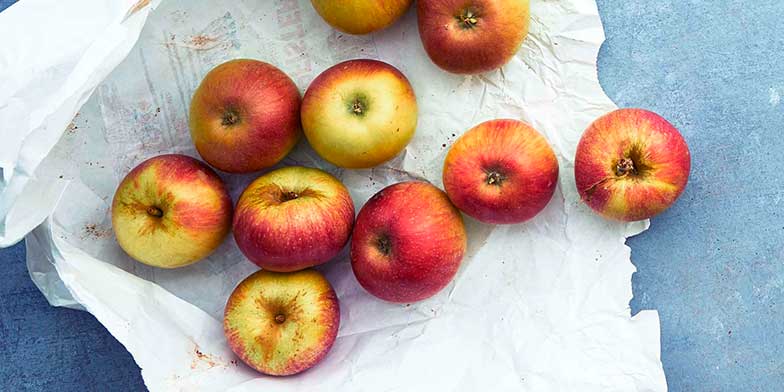 Lass dich von unserem Dossier «Rund um den Apfel» inspirieren. Entdecke Tipps und Tricks und viele Apfel-Rezepte.