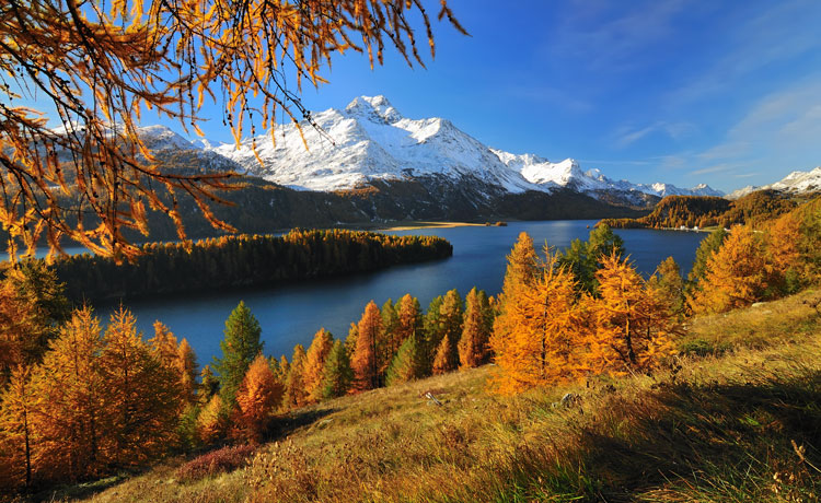 Goldener Herbst am Silsersee im Engadin. Bild: sutteracher - stock.adobe.com